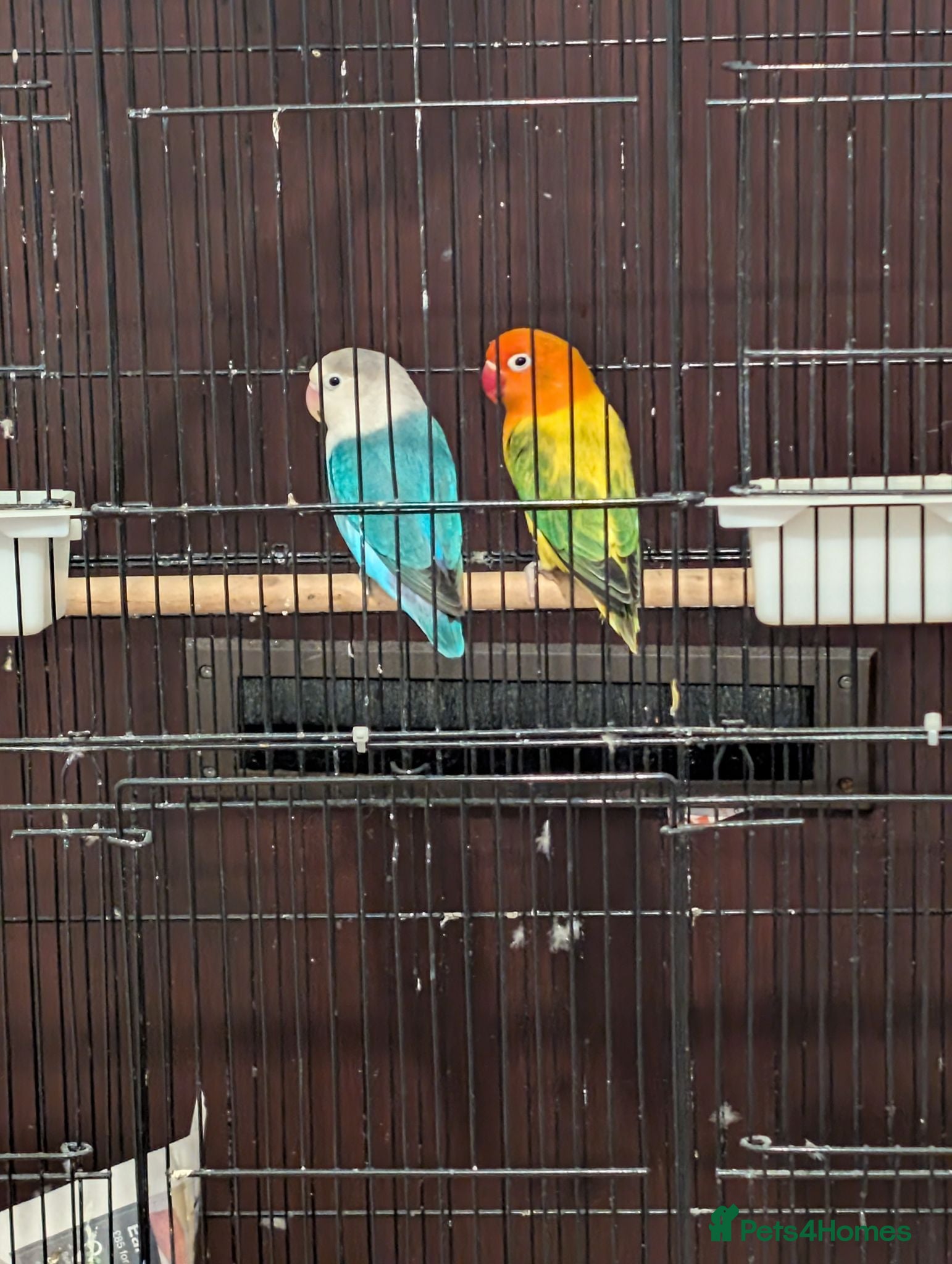 Lovebirds birds Lovebirds X2 for sale with accessories - Advert 11