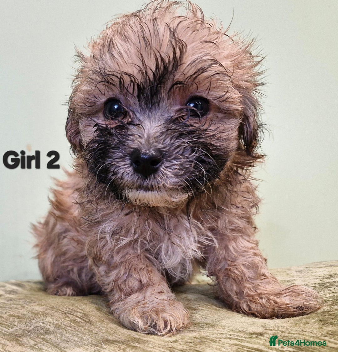 Maltipoo dogs for sale: Maltipoo puppy's - ready august 19th!  - Image 12