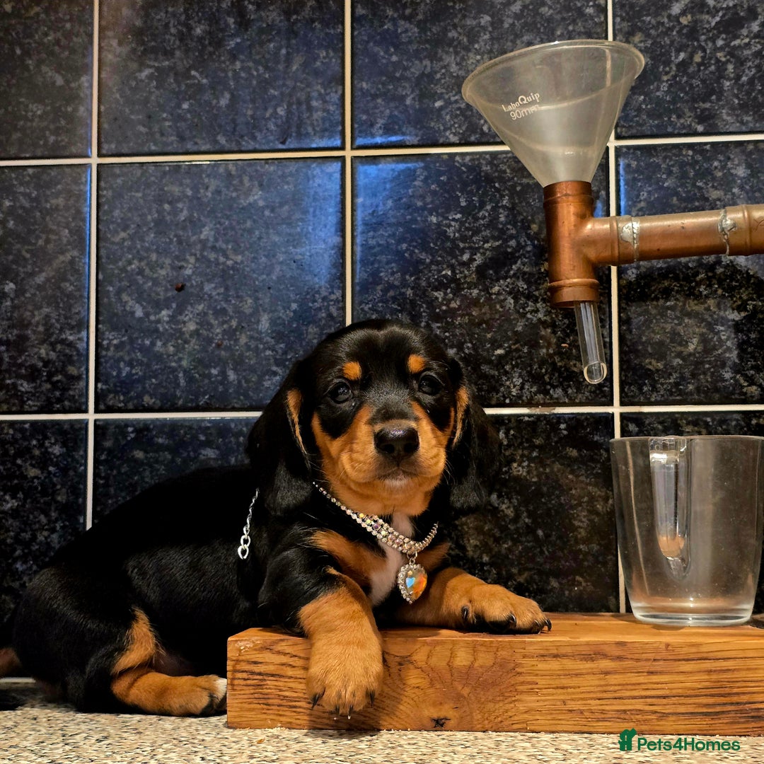 Miniature Dachshund dogs for sale: Quality miniature daschund  - Image 9