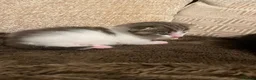 Domestic Shorthair cats for sale: Male kitten  - Advert 3