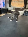 Staffordshire Bull Terrier 5 peanut
