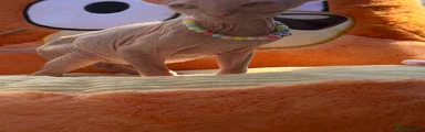 Sphynx 2