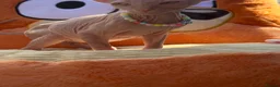 Sphynx cats for sale: Beautiful Sphynx Kittens Available  in Willenhall - Advert 3