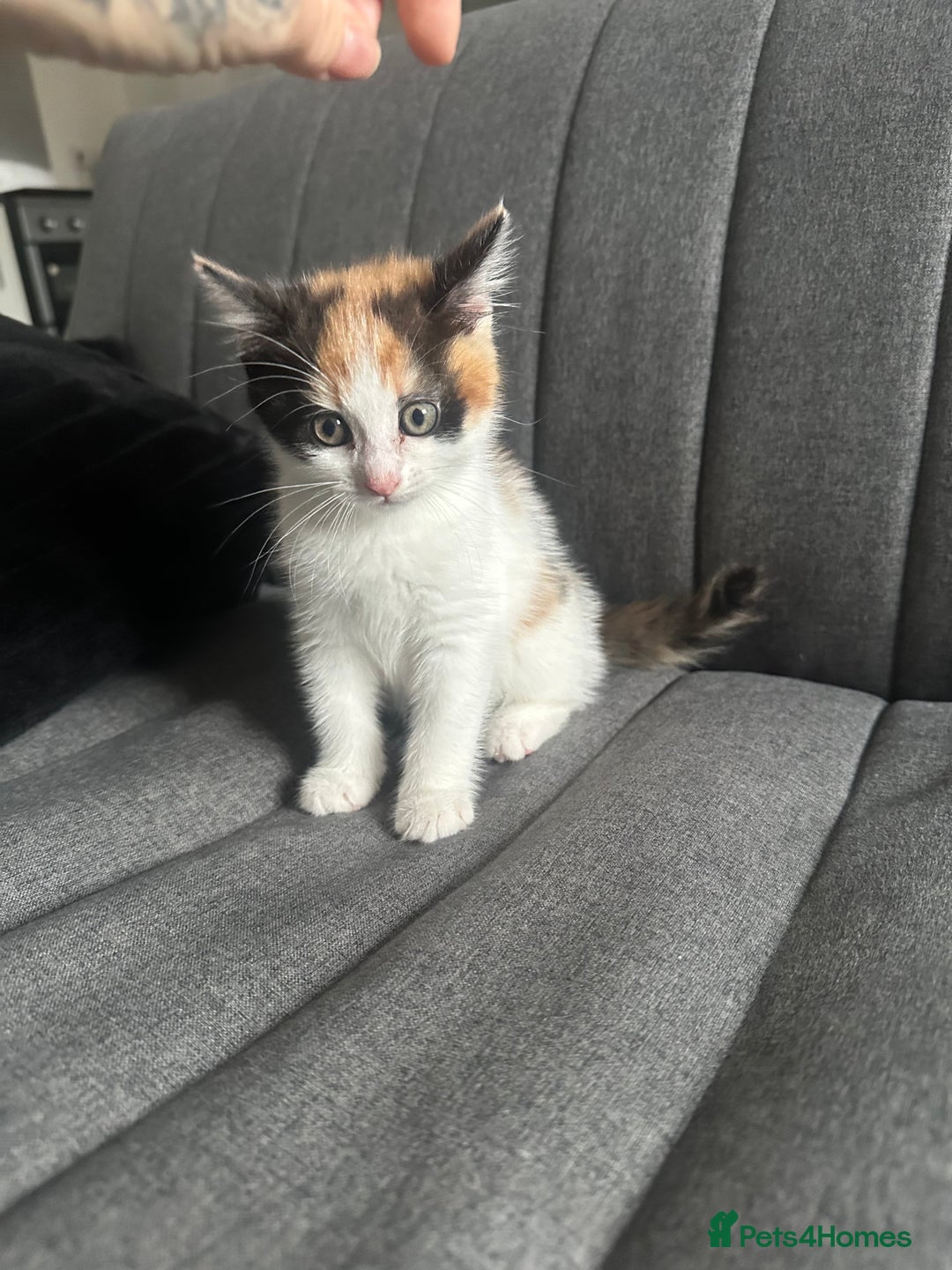 Mixed Breed cats for sale: 1 female kitten with beautiful colors £250 - Image 5