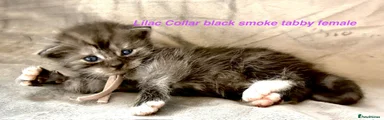 Lilac collar