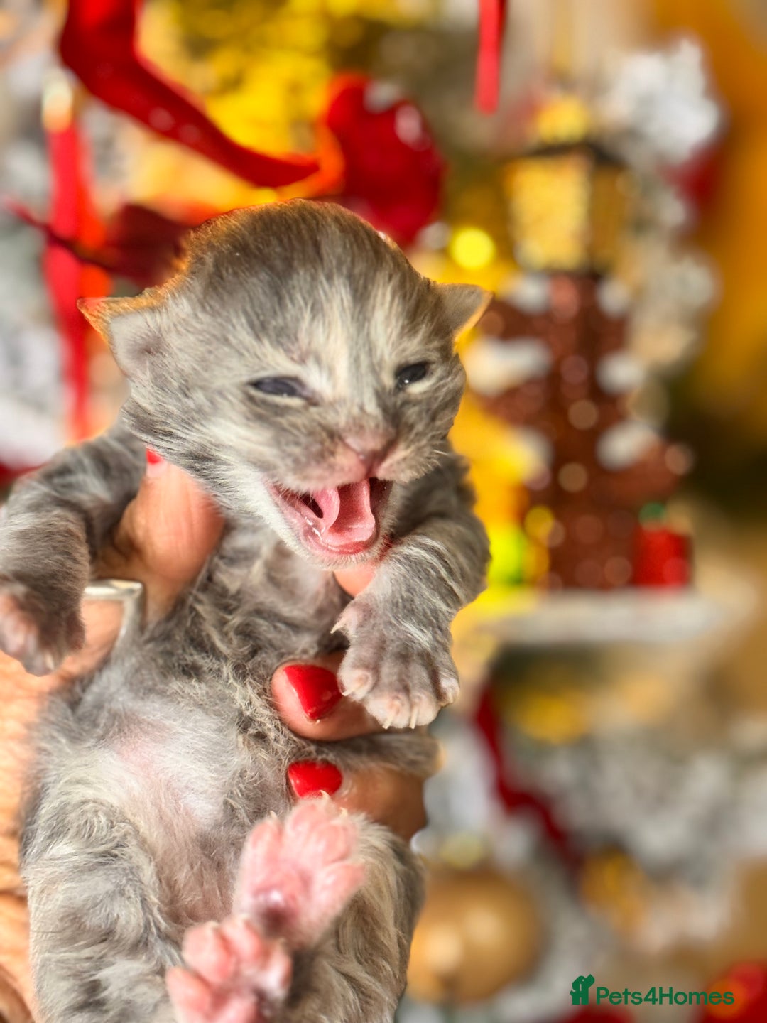 Maine Coon cats for sale: November Maine Coon Litter – Waiting List Open! - Advert 8