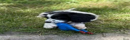 Cockalier dogs for sale: Gorgeous Covkalier puppies! - Advert 4