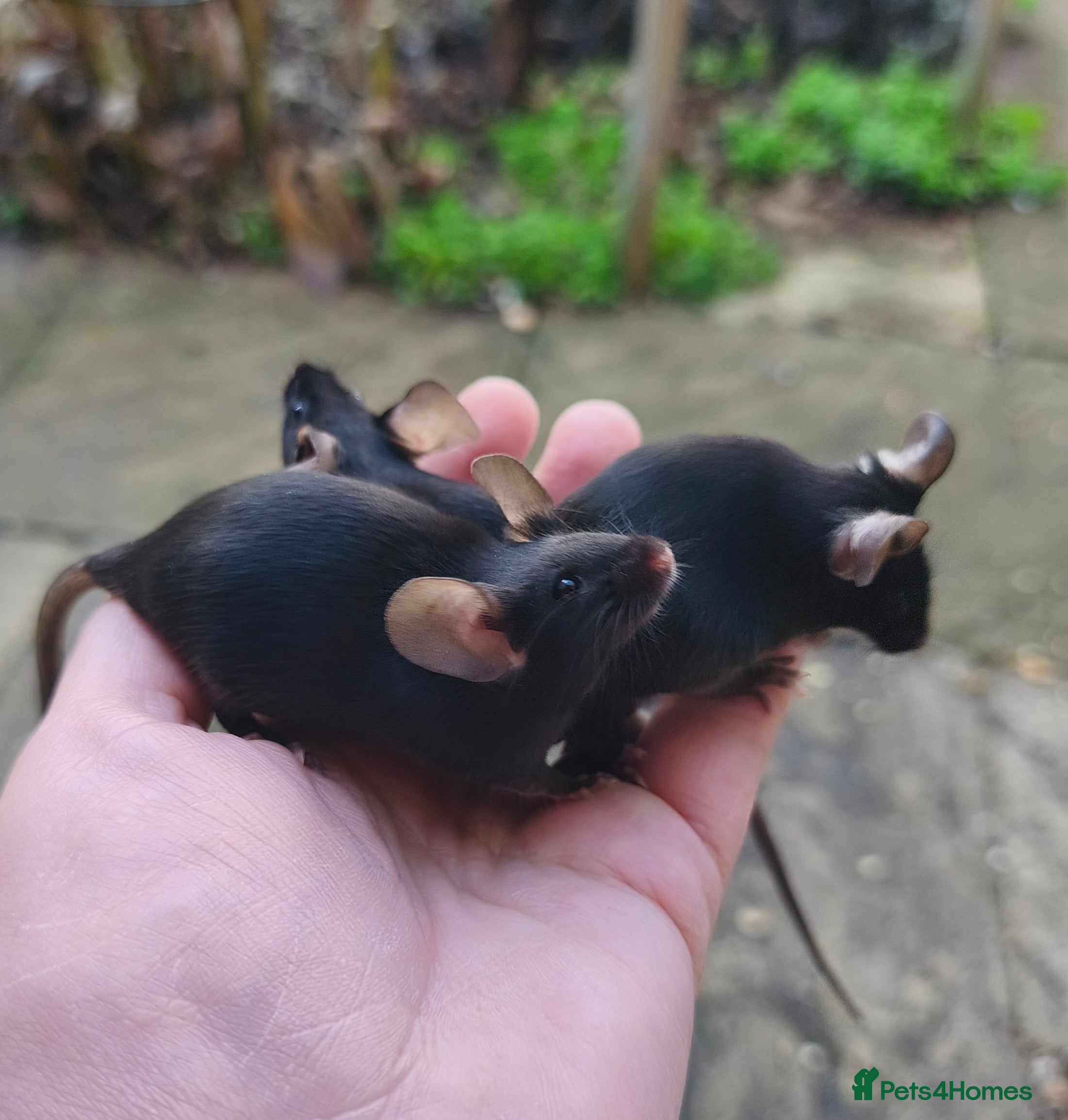 Mouse rodents Siamese, satin and black female mice  - Advert 15