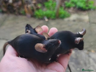 Mouse rodents Siamese, satin and black female mice - Advert 15
