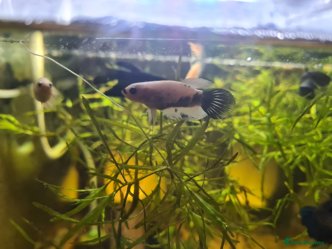 Bettas fish for sale: Male Betta Fish. Galaxy Koi x Splendor - Advert 2