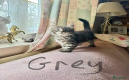 Maine Coon cats for sale: Maine Coon Kittens **READY TO LEAVE** - Image 25