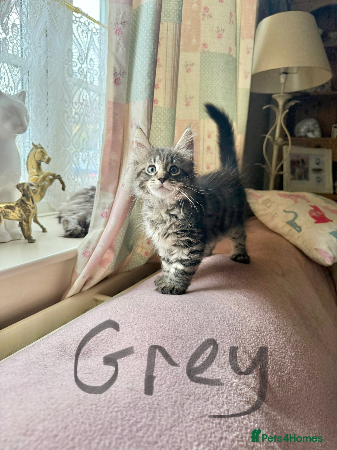 Maine Coon cats for sale: Maine Coon Kittens **READY TO LEAVE** - Image 25