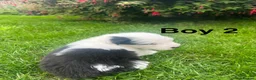 Old English Sheepdog dogs for sale: Old English Sheepdog Puppies  in Peterborough - Advert 14