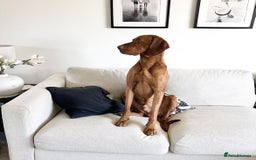 Hungarian Vizsla dogs for stud: Red The Vizsla - Image 1