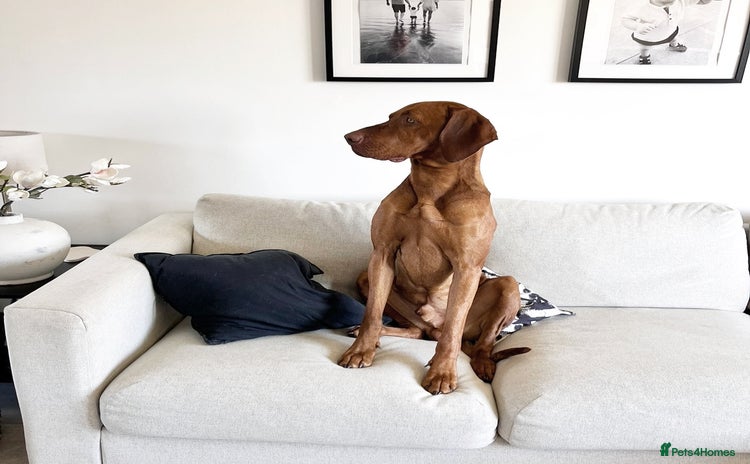 Hungarian Vizsla dogs - Advert 1