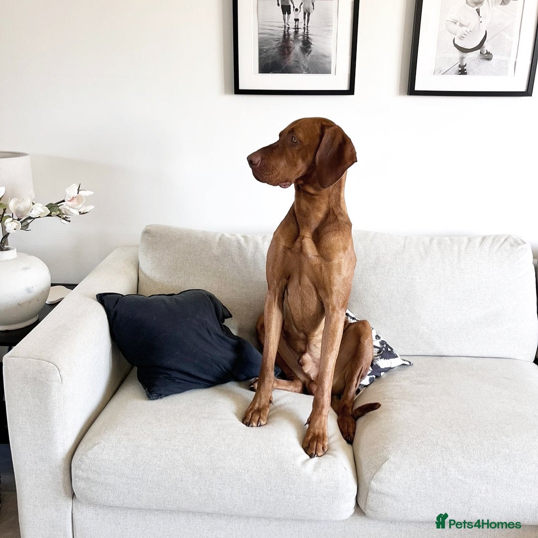Hungarian Vizsla dogs for stud: Red The Vizsla - Image 1