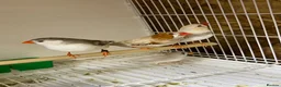 Mixed Breed birds for sale: Zebra finches  - Advert 2