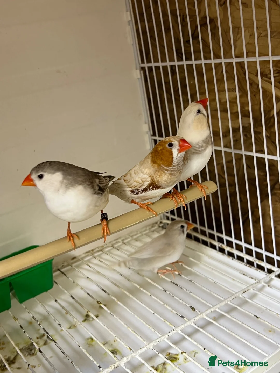Mixed Breed birds for sale: Zebra finches  - Advert 2