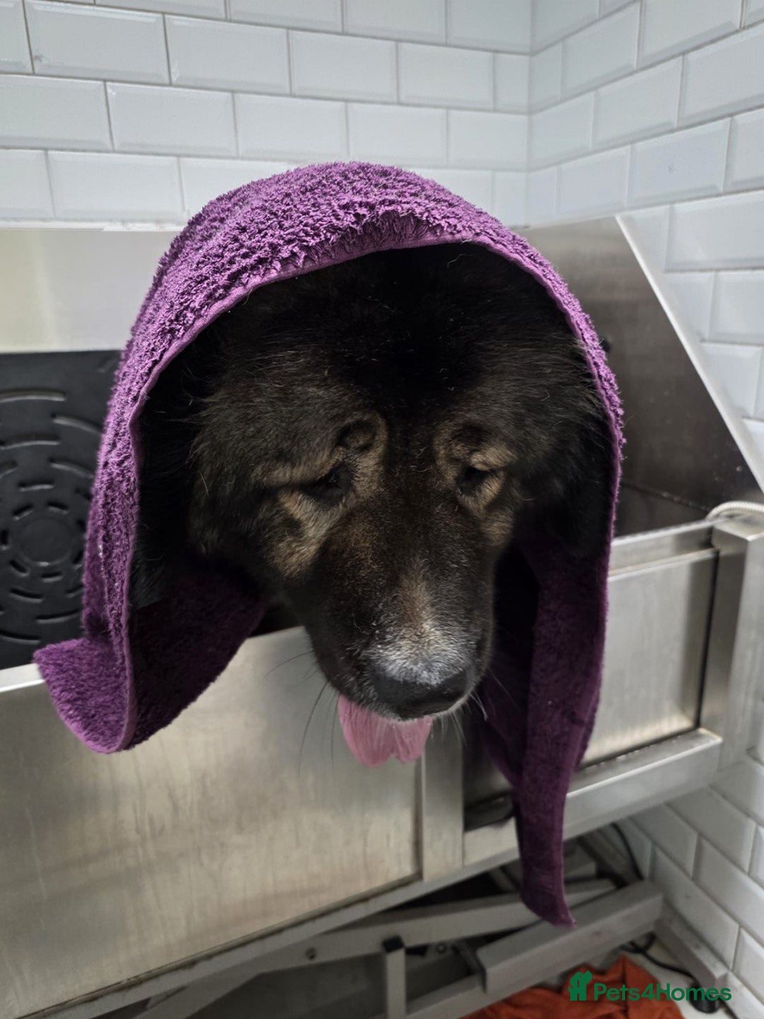 Caucasian Shepherd Dog dogs for sale: 🏡 ADOPT MISHA 🐾 FREE 🌟 Make a Christmas Miracle - Advert 18