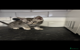 Mixed Breed cats for sale: Maine coon cross Bengal kittens ready now  - Image 8