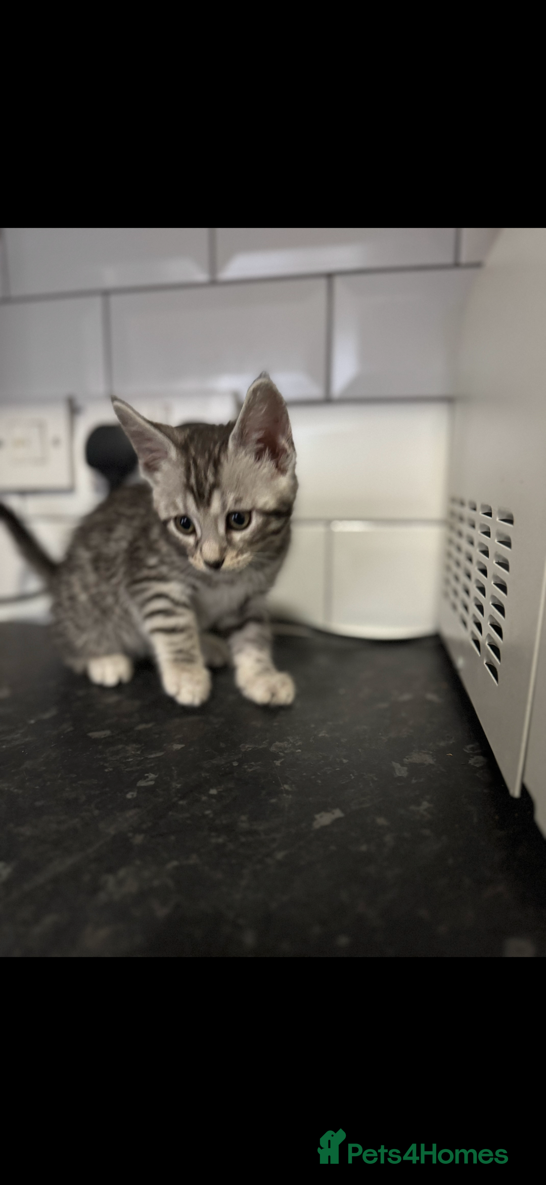 Mixed Breed cats for sale: Maine coon cross Bengal kittens ready now  - Image 8