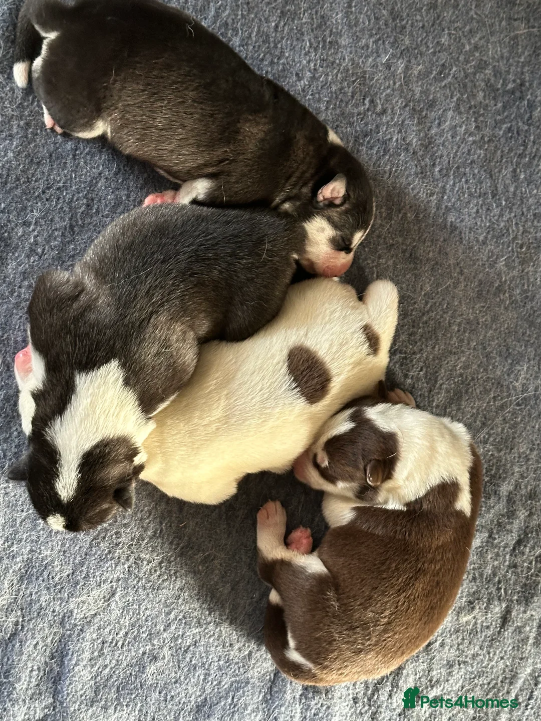 Siberian Husky dogs for sale: 4 Beautiful Siberian Husky Puppies - Advert 1