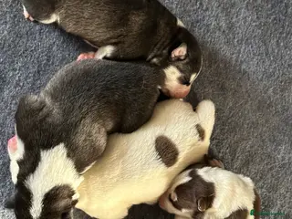 Siberian Husky dogs 4 Beautiful Siberian Husky Puppies - Advert 18