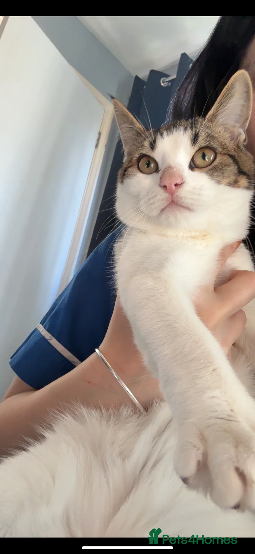 Maine Coon cats for sale: 2 male Mainecoon mixes - Advert 2