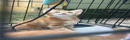 Domestic Shorthair cats for sale: Two stunning ginger kittens for sale.  in Basingstoke - Advert 5