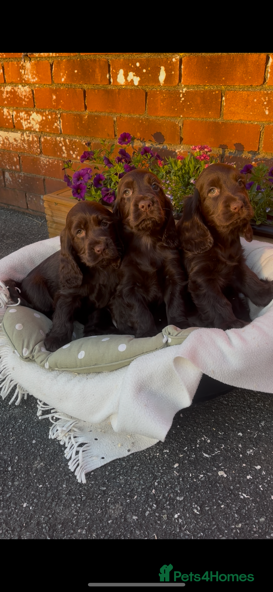 Cocker Spaniel dogs for sale: 🌟Gorgeous 100% show type cocker spaniel puppies🌟 - Image 15