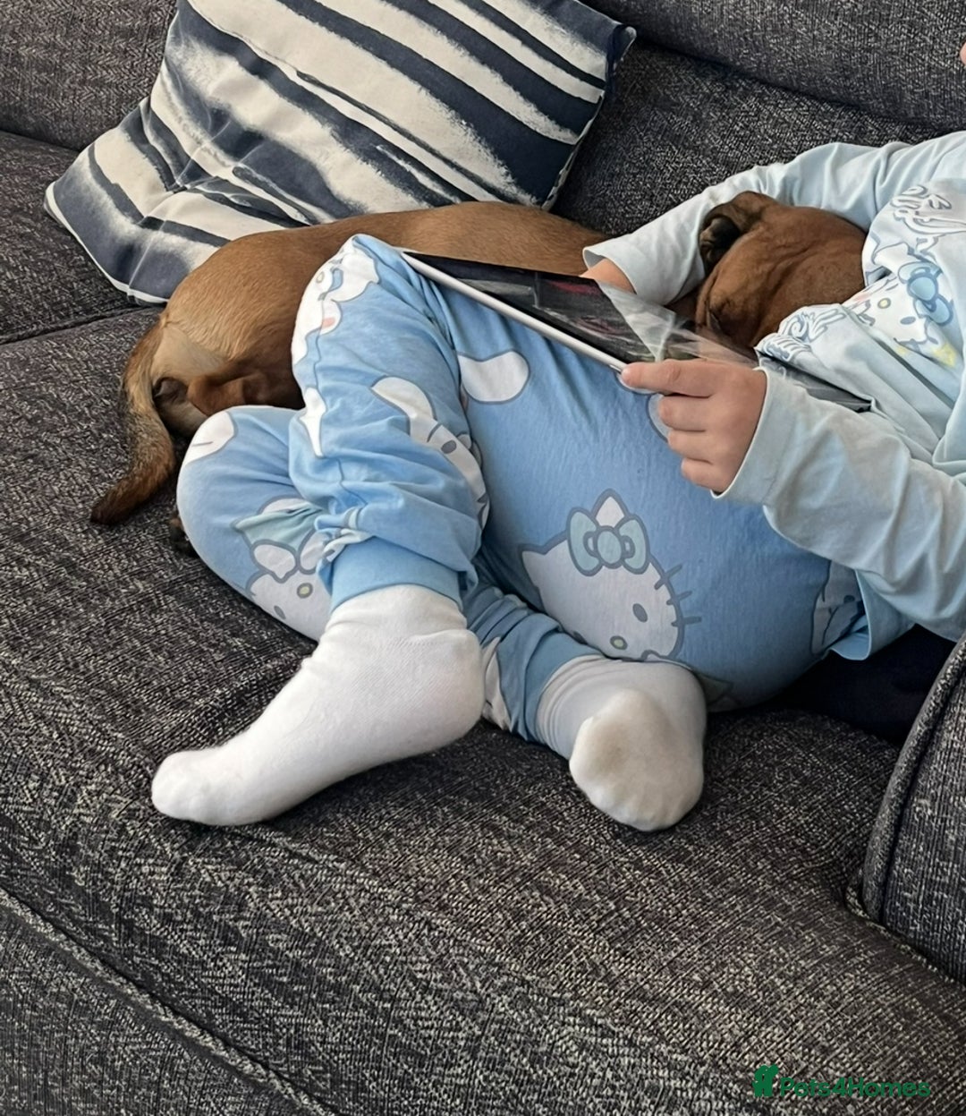 Mixed Breed dogs for sale: Dashund x Frenchie - Image 7