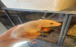 Rat rodents for sale: Babies rats, rex, dumbos and fancy - Image 5