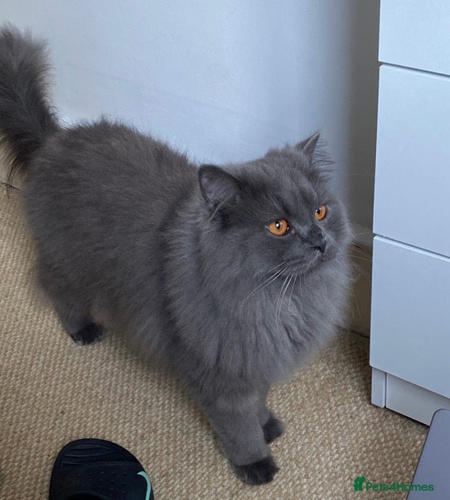British Longhair cats Silver British Longhair  - Advert 12