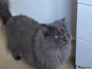 British Longhair cats Silver British Longhair - Advert 1