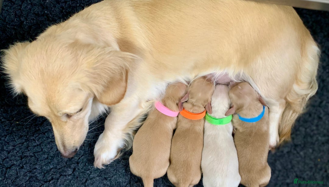 Miniature Dachshund dogs for sale: ⭐️CREAM LONG HAIRED KC/PRA CLR MINI DACHSHUNDS⭐️ - Image 18