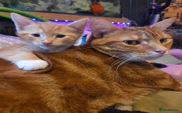 Mixed Breed cats for sale: Beautiful kittens ready to go - Image 1