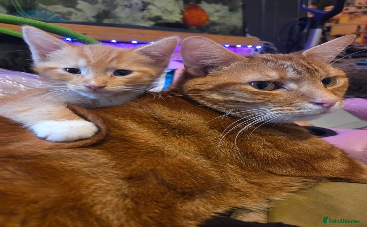 Mixed Breed cats - Advert 5