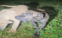 Mixed Breed dogs for sale: Cane Corso/Presa Canario Molloser dogs  - Image 24