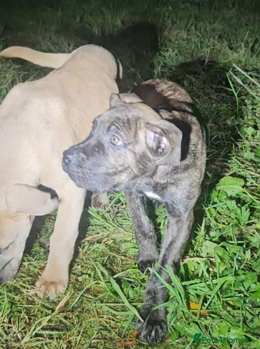 Mixed Breed dogs for sale: Cane Corso/Presa Canario Molloser dogs  - Image 24