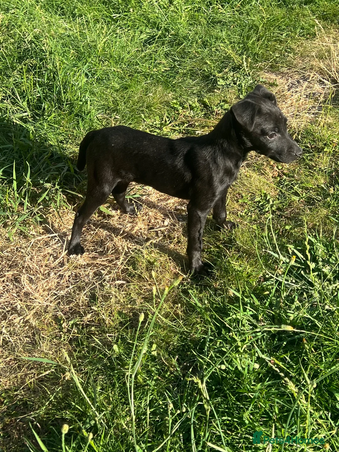 Patterdale Terrier dogs for sale: Patterdale terrier  - Advert 1