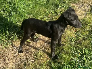 Patterdale Terrier dogs Patterdale terrier - Advert 6