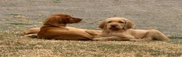 Hungarian Vizsla dogs for sale: Wirehaired Hungarian Vizsla Pups in Malton - Advert 13