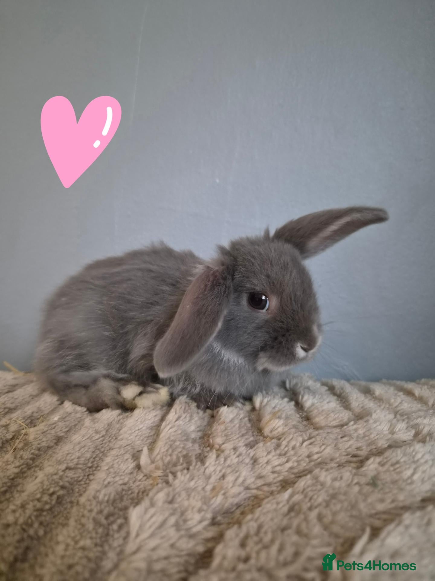 Mini Lion Lop rabbits Mini lion lops - Advert 2