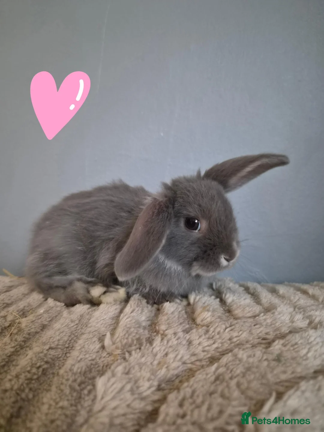 Mini Lion Lop rabbits for sale: Mini lion lops - Advert 2