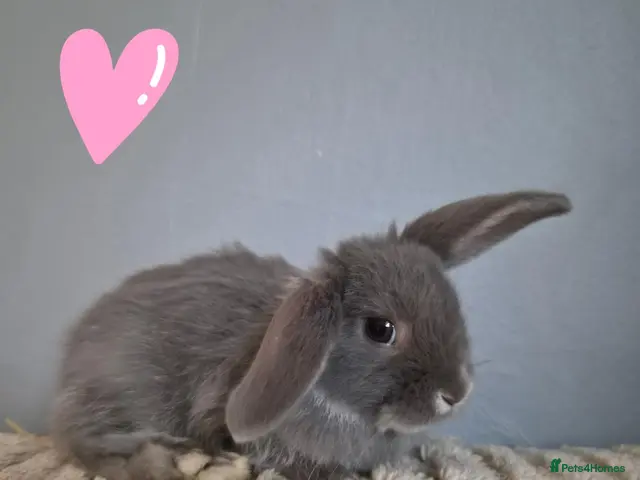 Mini Lion Lop rabbits for sale: (Ready now) Mini lion lops - Advert 2
