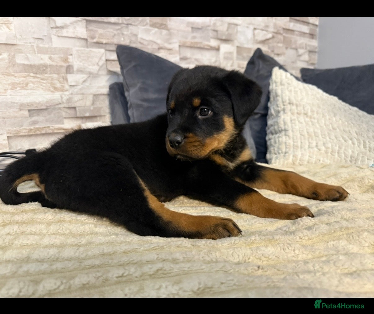 Rottweiler dogs 🏆Health Checked & Ready Now 🏆 - Advert 1