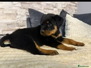 Rottweiler dogs 🏆Health Checked & Ready Now 🏆 - Advert 1