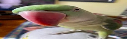 Parrots birds for sale: Alexandrine psrrot includes large cage in Doncaster - Advert 6