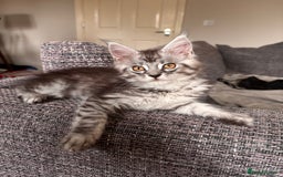 Maine Coon cats for sale: Reduced 🌟 GCCF Maine Coon Kitten 🌟 - Image 3