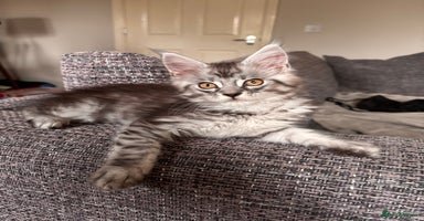 Maine Coon cats - Advert 4